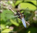Broad-bodied Chaser 